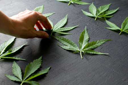 Green leaves of technical hemp lie on black modern concrete background. Green background of leaves. Close-up hemp. Green cannabis leaves, marijuana leaves. Copy space for your text. Hand holding leaf.の写真素材