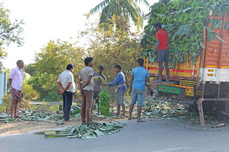 India, Hampi, January 31, 2018. Men are loading large green banana branches into the truck.のeditorial素材