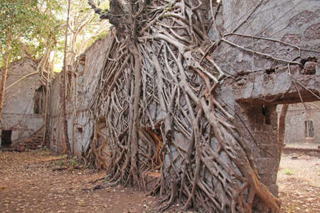 Redi Fort. The roots were grown up with the brick walls of the fortress. India, GOA. Entrance. Trees...