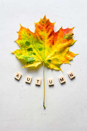 Bright yellow green orange red maple leaf lies on white light modern concrete background, word autumn is written from wooden letters, modern style, autumn card, concept, october. Copy space for text.の写真素材