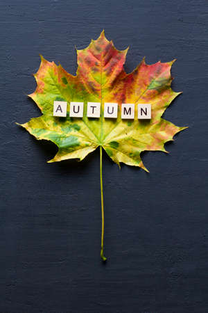 Bright yellow green orange red maple leaf lies on black dark modern concrete background, word autumn is written from wooden letters, modern style, autumn card, concept, october. Copy space for text.の写真素材
