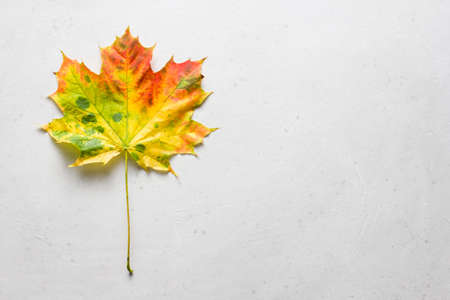 Bright yellow green red orange maple leaf close up lies on white light gray modern concrete background, modern style, autumn card, concept, september, october. Copy space for your text. Top view.の写真素材