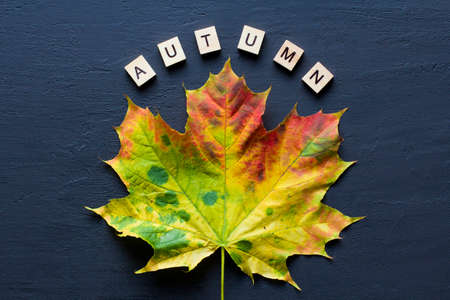Bright yellow green orange red maple leaf lies on black dark modern concrete background, word autumn is written from wooden letters, modern style, autumn card, concept, october. Copy space for text.の写真素材