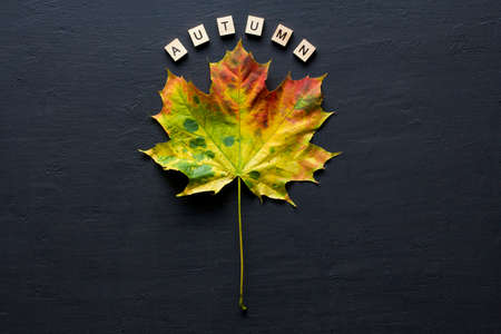 Bright yellow green orange red maple leaf lies on black dark modern concrete background, word autumn is written from wooden letters, modern style, autumn card, concept, october. Copy space for text.の写真素材
