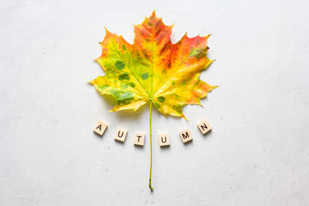 Bright yellow green orange red maple leaf lies on white light modern concrete background, word autumn is written from wooden letters, modern style, autumn card, concept, october. Copy space for text.の写真素材
