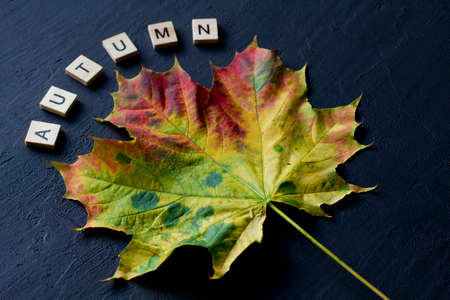 Bright yellow green orange red maple leaf lies on black dark modern concrete background, word autumn is written from wooden letters, modern style, autumn card, concept, october. Copy space for text.の写真素材