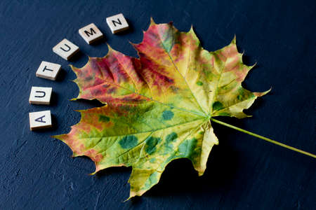 Bright yellow green orange red maple leaf lies on black dark modern concrete background, word autumn is written from wooden letters, modern style, autumn card, concept, october. Copy space for text.の写真素材