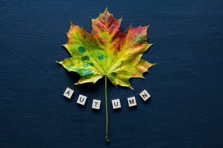 Bright yellow green orange red maple leaf lies on black dark modern concrete background, word autumn is written from wooden letters, modern style, autumn card, concept, october. Copy space for text.の写真素材
