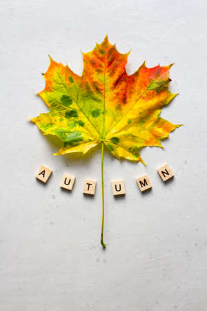Bright yellow green orange red maple leaf lies on white light modern concrete background, word autumn is written from wooden letters, modern style, autumn card, concept, october. Copy space for text.の写真素材