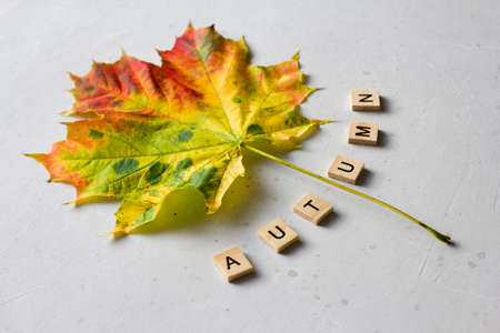Bright yellow green orange red maple leaf lies on white light modern concrete background, word autumn is written from wooden letters, modern style, autumn card, concept, october. Copy space for text.の写真素材