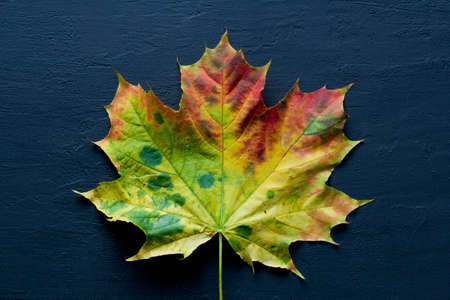 Bright yellow green red orange maple leaf close up lies on black dark modern concrete background, modern style, autumn card, concept, september, october. Copy space for text. Top view. Maple leaf.の写真素材