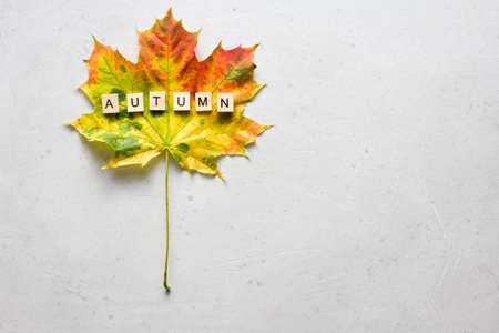 Bright yellow green orange red maple leaf lies on white light modern concrete background, word autumn is written from wooden letters, modern style, autumn card, concept, october. Copy space for text.の写真素材