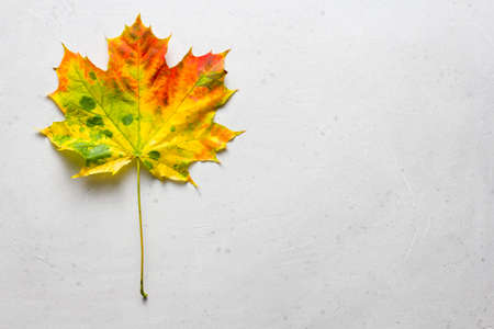 Bright yellow green red orange maple leaf close up lies on white light gray modern concrete background, modern style, autumn card, concept, september, october. Copy space for your text. Top view.の写真素材