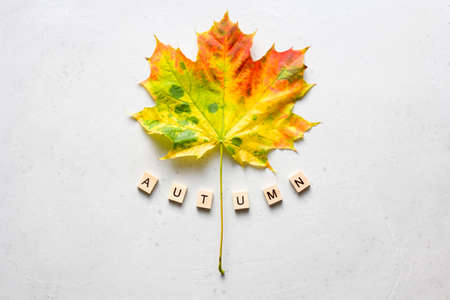 Bright yellow green orange red maple leaf lies on white light modern concrete background, word autumn is written from wooden letters, modern style, autumn card, concept, october. Copy space for text.の写真素材