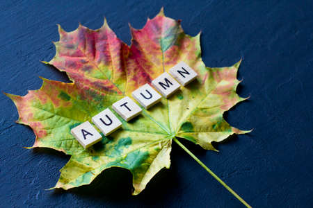 Bright yellow green orange red maple leaf lies on black dark modern concrete background, word autumn is written from wooden letters, modern style, autumn card, concept, october. Copy space for text.の写真素材