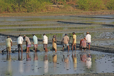 India, GOA, 03 February 2018. Indian workers plow the field with shovels and are reflected in the water. Heavy manual labor in nature. Rice fields. Workers against the backdrop of palm trees.のeditorial素材