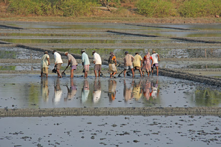 India, GOA, 03 February 2018. Indian workers plow the field with shovels and are reflected in the water. Heavy manual labor in nature. Rice fields. Workers against the backdrop of palm trees.のeditorial素材