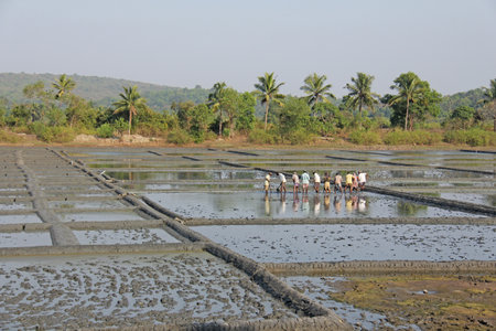 India, GOA, 03 February 2018. Indian workers plow the field with shovels and are reflected in the water. Heavy manual labor in nature. Rice fields. Workers against the backdrop of palm trees.のeditorial素材