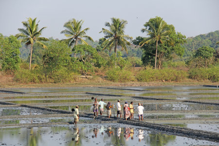 India, GOA, 03 February 2018. Indian workers plow the field with shovels and are reflected in the water. Heavy manual labor in nature. Rice fields. Workers against the backdrop of palm trees.のeditorial素材