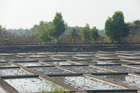 India, GOA, 03 February 2018. Indian workers plow the field with shovels and are reflected in the water. Heavy manual labor in nature. Rice fields. Workers against the backdrop of palm trees.のeditorial素材