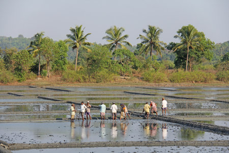 India, GOA, 03 February 2018. Indian workers plow the field with shovels and are reflected in the water. Heavy manual labor in nature. Rice fields. Workers against the backdrop of palm trees.のeditorial素材