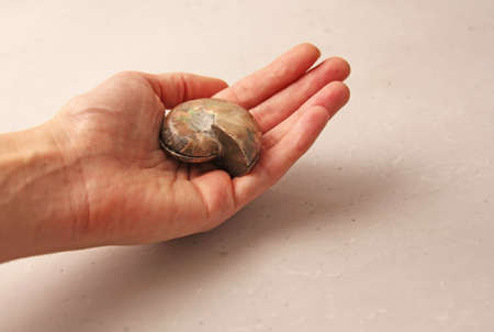 Ammonite fossil shell. Whole of an ancient ammonite lie on a light background. Whole of a sawn...