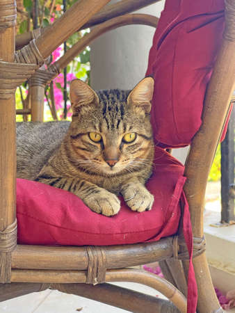 Beautiful muzzle of a cat close-up. The cat sits on a chair and looks. Beautiful eyes of a cat, cute beautiful gray tabby cat. Portrait of a cat. Beautiful paws of a cat.の写真素材