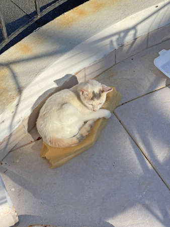 A small white homeless kitten lies on the street, on a balcony, in Cyprus, on a mat. Homeless cats on the street. Love, care, tenderness. Love to the animals.の写真素材