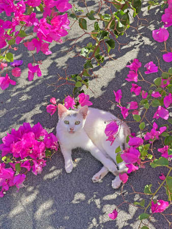 A small white beautiful kitten, a cat, a young kitten lies on a gray roof surrounded by beautiful pink bougainvillea flowers. Street cat in the summer on the roof.の写真素材