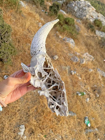 A female hand holds an old white bone, a horn of a cow close-up, on the background of nature in summer. Fossil animals, white old bone, animal skeletal studies, zoology. Illegal killing of animals.の写真素材