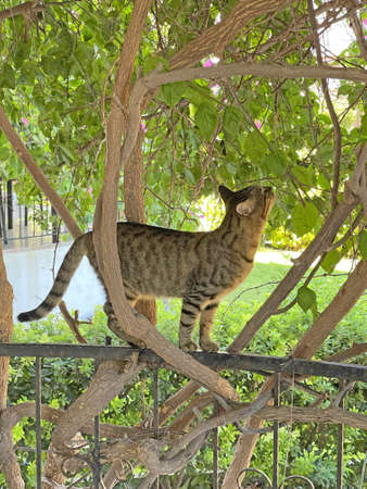A beautiful gray tabby cat stands among green trees in summer, in a green summer garden, on a green background. Beautiful animal cats.の写真素材