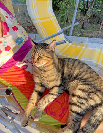 The cat is sleeping close-up. A beautiful gray tabby cat lies in the lap of a girl, sunbathes in the sun, on a chaise lounge. People's love for animals, cats. Cat look. People and cats.の写真素材