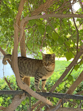 A beautiful gray tabby cat stands among green trees in summer, in a green summer garden, on a green background. Beautiful animal cats.の写真素材