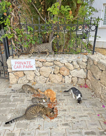 Many colorful colored street cats eat dry food outdoor floor. Wild street cats on island of Cyprus. Feeding cats, loving, caring for animals. Tenderness, kindness. Close-up beautiful cats are eating.の写真素材