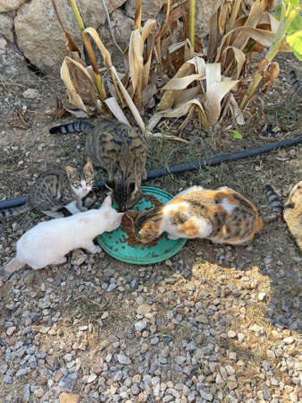 Many multicolored stray cats eat street food put by a man in nature in the summer, Cyprus. Street cats eat cat food. Kindness, love, care and tenderness.の写真素材