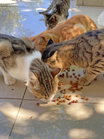 Many colorful colored street cats eat dry food outdoor floor. Wild street cats on island of Cyprus. Feeding cats, loving, caring for animals. Tenderness, kindness. Close-up beautiful cats are eating.の写真素材