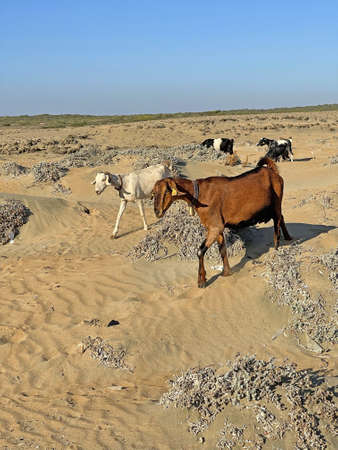 A herd of multi-colored goats grazes on the seashore, on the sand, in the desert in North Cyprus, close-up. Free animals mammals.の写真素材