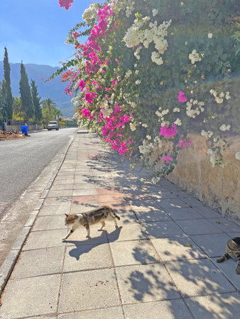 Beautiful multicolored street cats lie on the road and bask in the sun under pink bougainvillea flowers on the island of Cyprus.の写真素材