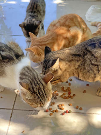 Many colorful colored street cats eat dry food outdoor floor. Wild street cats on island of Cyprus. Feeding cats, loving, caring for animals. Tenderness, kindness. Close-up beautiful cats are eating.の写真素材