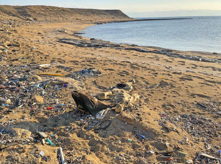 The corpse of a dead cow lies on the sand, on the seashore, against the backdrop of debris. Dead animal, cow. A dead cow lies on the seashore in North Cyprus. Environmental natural disaster.の写真素材
