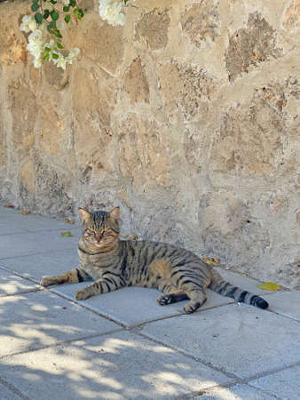 A beautiful gray tabby cat lies on the street in the summer in the nature of the island of Cyprus. Street stray cats in the summer outdoors among pink flowers.の写真素材