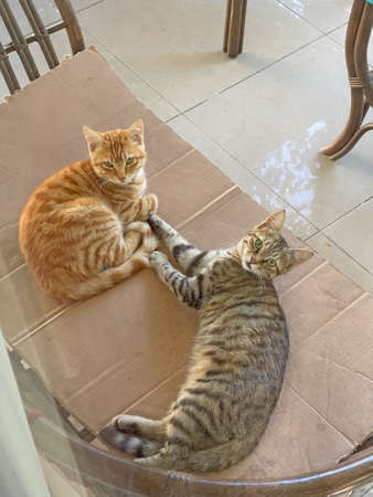 Two beautiful young fur seal red orange cat and a gray cat teenager lie together on a white floor, love between cats, brother and sister, relatives. Beautiful cats on the island of Cyprus.の写真素材