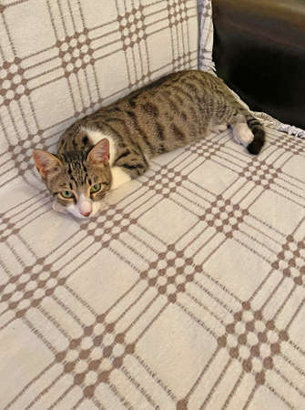 A beautiful gray-white cat teenager lies resting on a plaid blanket, on the couch. Domestic cats or cats. On a plaid blanket. Cats sleep on the couch at home. Love to the animals.の写真素材