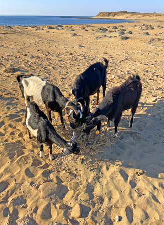 A herd of colorful goats grazes on the seashore, on the sand, in the desert in North Cyprus, close-up, nibbling the grass and thorns in the bushes. Free animals mammals.の写真素材