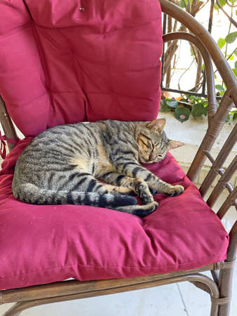 A beautiful tabby cat is sleeping in nature, resting, close-up. Sleeping cat, cat. The handsome cat is curled up in a ball and sleeps in a chair outside.の写真素材