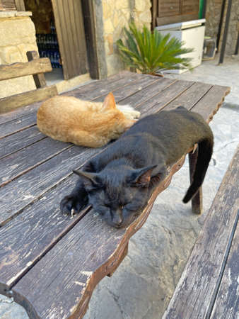 Two young kittens of black and red color are sleeping sweetly on a wooden table in Cyprus. Street cats sleep in nature.の写真素材