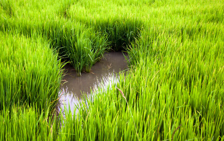 Rice field in Thailandの写真素材
