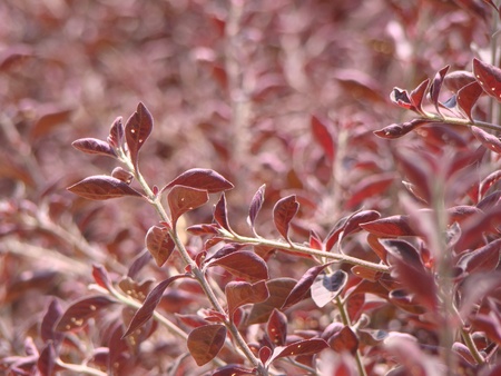 brown garden