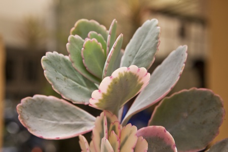 cactusの写真素材