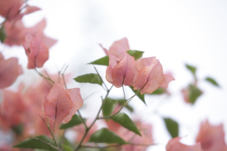 bougainvilleas  with sky
